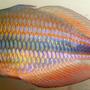 freshwater fish - melanotaenia trifasciata - banded rainbowfish stocking in 125 gallons tank - banded rainbowfish