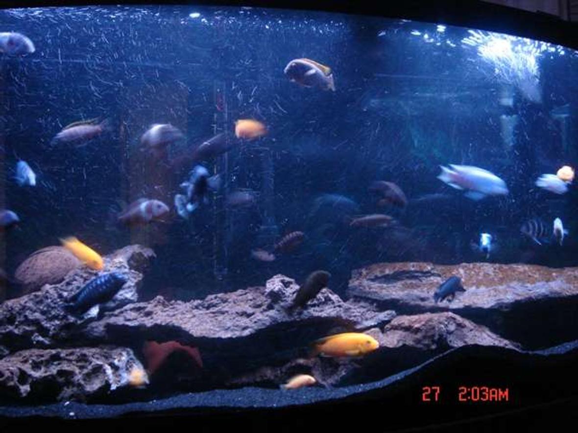 72 gallons freshwater fish tank (mostly fish and non-living decorations) - It looks like they're in the wild swimming away....Cichlid World...