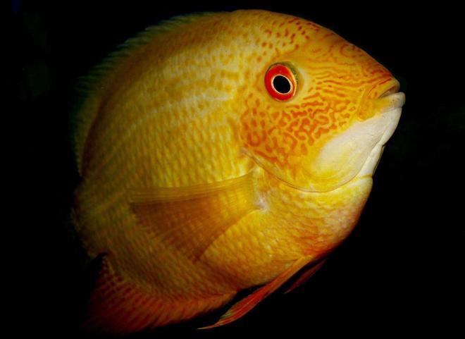freshwater fish - heros serverus - gold severum stocking in 87 gallons tank - Dom Golden Severum