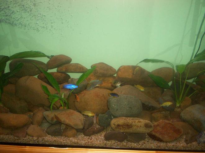 700 gallons freshwater fish tank (mostly fish and non-living decorations) - Lances CICHLIDS Brendans Goldfish and some random plants