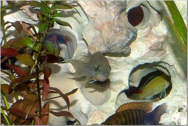 freshwater fish - neolamprologus brichardi - brichardi cichlid stocking in 150 gallons tank - Fairy Tail