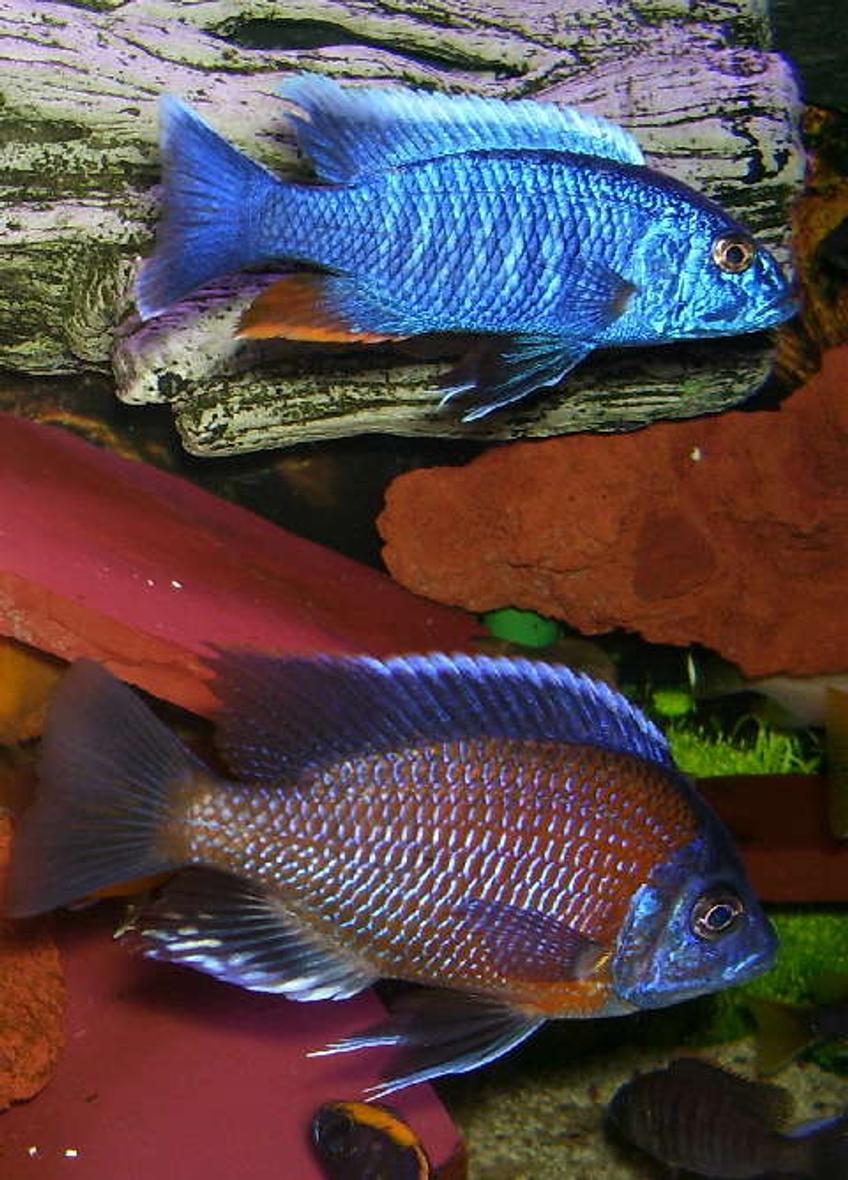 Rated #3: Freshwater Fish - Sciaenochromis Fryeri - Electric Blue Hap Stocking In 95 Gallons Tank - Sciaenochromis fryeri is on top and 
Copadichromis borleyi (Kadango)is below

Both are proud fathers of many fry...