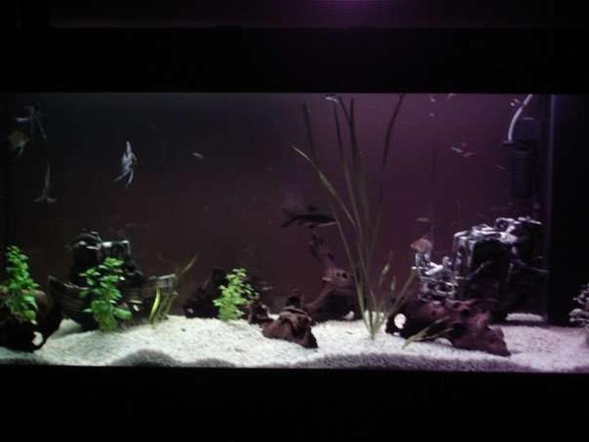 Rated #218: 211 Gallons Planted Tank - Bad pic, will take a better one soon.