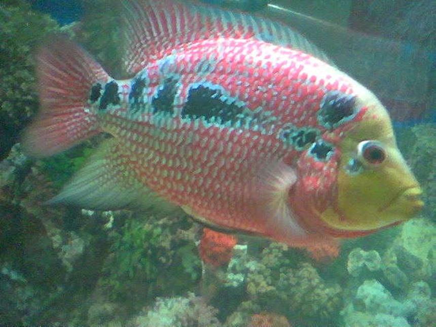 Rated #10: Freshwater Fish - Cichlasoma Sp. - Flower Horn Cichlid Stocking In 50 Gallons Tank - lady soshino wifey of jumon also 3yrs old