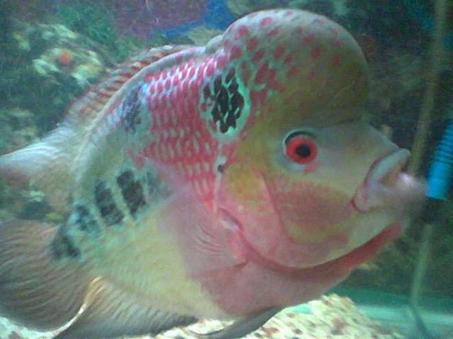 freshwater fish - cichlasoma sp. - flower horn cichlid stocking in 50 gallons tank - other angle of jumong my 3yrd old flowerhorn