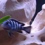 freshwater fish - pseudotropheus demasoni - demasoni cichlid stocking in 75 gallons tank - Demasoni