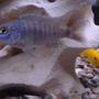 freshwater fish - sciaenochromis ahli - electric blue cichlid stocking in 75 gallons tank - Young Electric Blue Ahli.