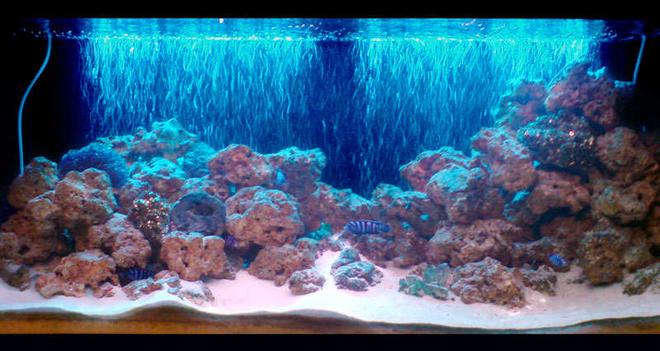 freshwater fish tank (mostly fish and non-living decorations) - Front View