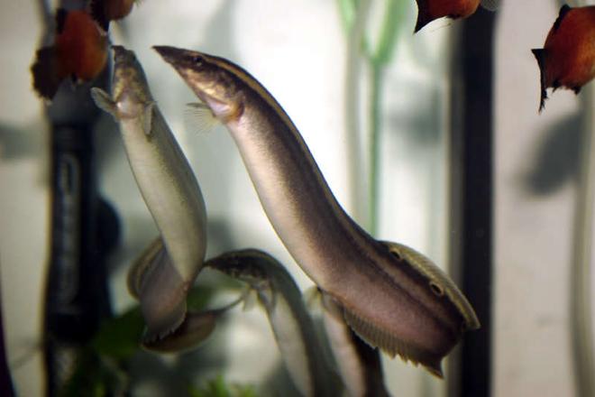 freshwater fish - macrognathus siamensis - peacock eel stocking in 33 gallons tank - here is a picture of my peacock eels and a few platys.  they are swimming to the top of the tank to figure out how to get the worms in the new worm cup feeder.