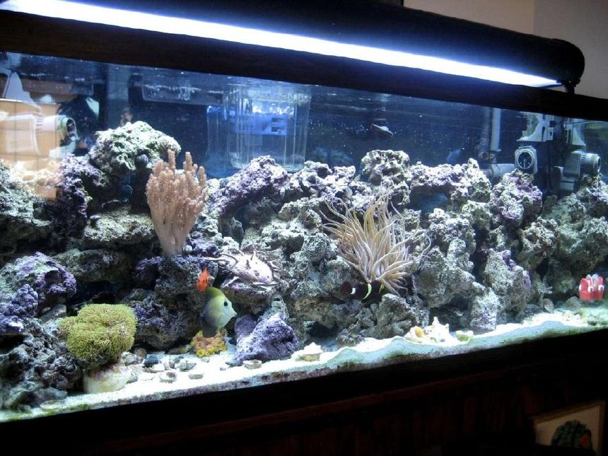 Rated #4: 75 Gallons Saltwater Fish Tank - I love this hobby.