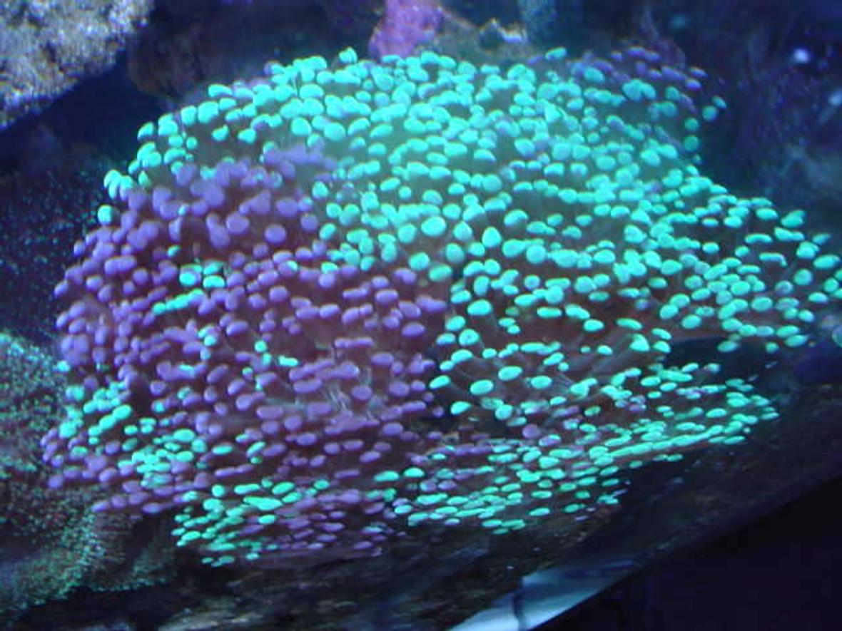 corals inverts - euphyllia ancora - hammer / anchor coral stocking in 110 gallons tank - hammer