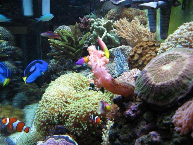 corals inverts - euphyllia paradivisa - frogspawn coral stocking in 90 gallons tank - Side view of tank.