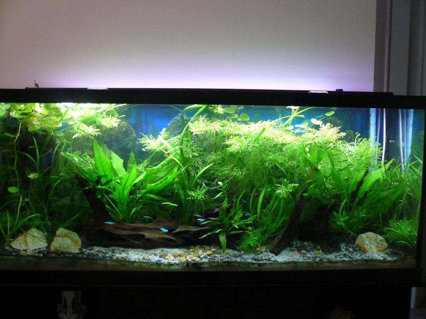 Rated #62: 55 Gallons Planted Tank - Full View.