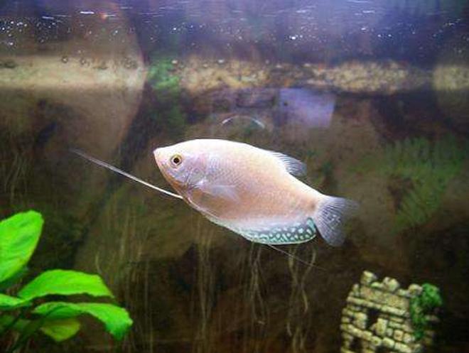 freshwater fish - helostoma temmincki - kissing gourami stocking in 50 gallons tank - platinum gourami