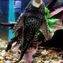 freshwater fish - glyptoperichthys gibbiceps - sailfin pleco (l-83) stocking in 50 gallons tank - the belly of my large sailfin pleco