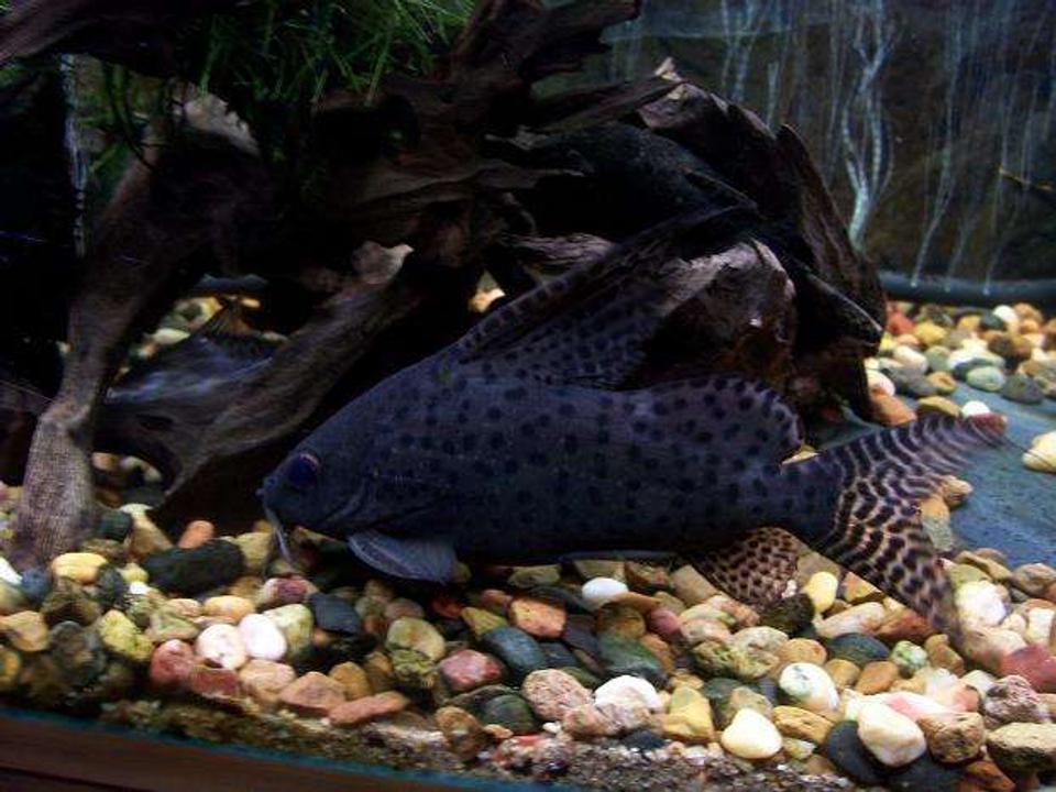 freshwater fish - synodontis eupterus - synodontis eupterus catfish stocking in 50 gallons tank - cytradonitus ( I've had him for 3 years )