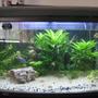43 gallons planted tank (mostly live plants and fish) - Still really bare, second time pic poster WOO,