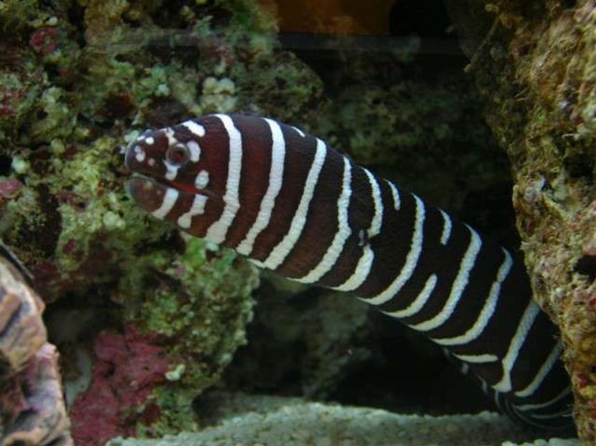 Rated #38: Saltwater Fish - Gymnomuraena Zebra - Zebra Moray Eel Stocking In 200 Gallons Tank - My ZEBRA EEL at 40cm