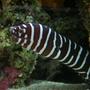 saltwater fish - gymnomuraena zebra - zebra moray eel stocking in 200 gallons tank - My ZEBRA EEL at 40cm