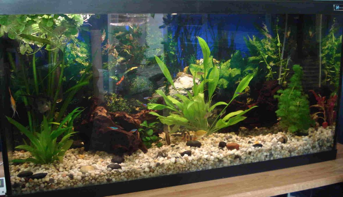 33 gallons planted tank (mostly live plants and fish) - 33 Gal, All live plants, 2 pieces Mopani wood