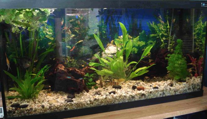 33 gallons planted tank (mostly live plants and fish) - 33 Gal, All live plants, 2 pieces Mopani wood