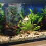33 gallons planted tank (mostly live plants and fish) - 33 Gal, All live plants, 2 pieces Mopani wood