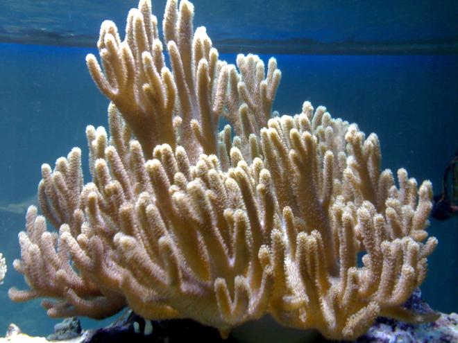 corals inverts stocking in 132 gallons tank - my aquarium2