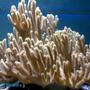 corals inverts stocking in 132 gallons tank - my aquarium2