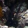 corals inverts - diadema setosum - longspine urchin, black stocking in 132 gallons tank - my aquarium7