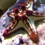 corals inverts - protoreaster linckii - red knob sea star, african stocking in 132 gallons tank - my aquarium10