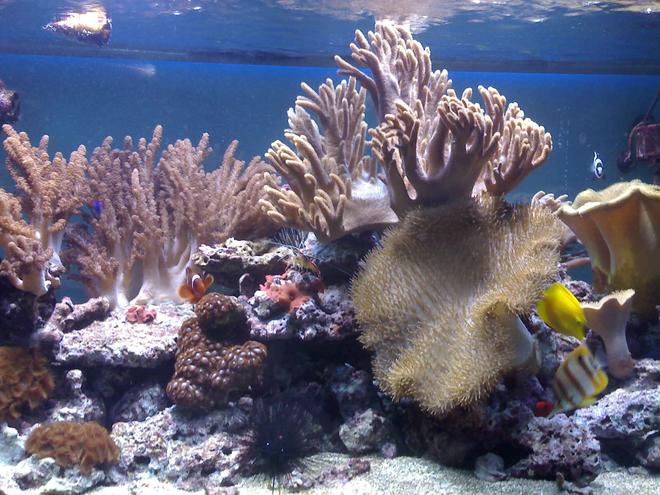 132 gallons saltwater fish tank (mostly fish, little/no live coral) - my aquarium11