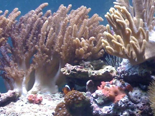 corals inverts - cladiella sp. - cauliflower colt coral stocking in 132 gallons tank - my aquarium14
