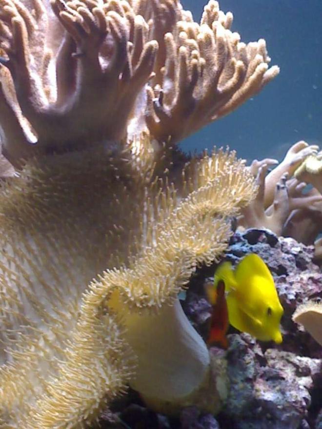 corals inverts - sarcophyton sp. - toadstool mushroom leather coral, green stocking in 132 gallons tank - my aquarium15