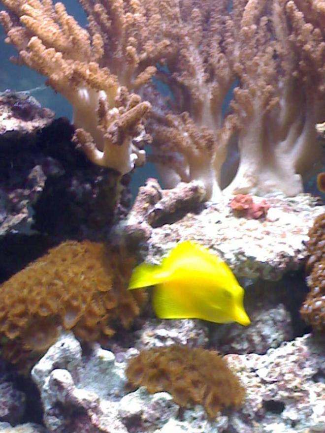 corals inverts - zoanthus sp. stocking in 132 gallons tank - my aquarium16