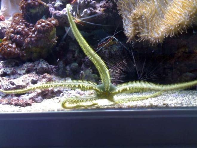 corals inverts - ophiothrix sp. - brittle sea star, fancy yellow stocking in 132 gallons tank - my aquarium18