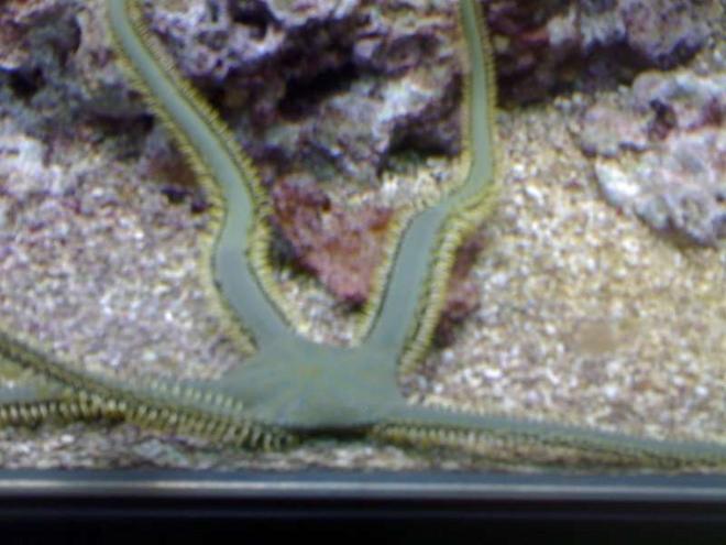 corals inverts - ophiothrix sp. - brittle sea star, fancy yellow stocking in 132 gallons tank - my aquarium19