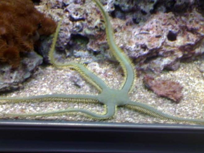 corals inverts - ophiothrix sp. - brittle sea star, fancy yellow stocking in 132 gallons tank - my aquarium20