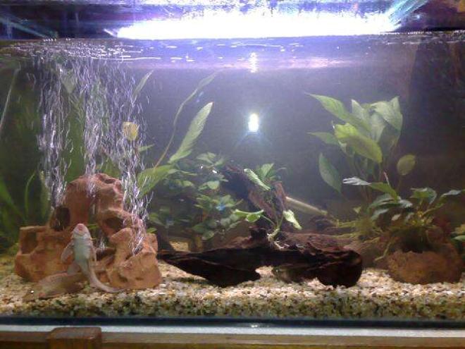 70 gallons freshwater fish tank (mostly fish and non-living decorations) - 4ft tank 
2 gold plecos 
1 clown pleco
4 geophagus steindachneri 
1 sailfin pleco
3 albino bristlenose 
2 chocolate cichlid
