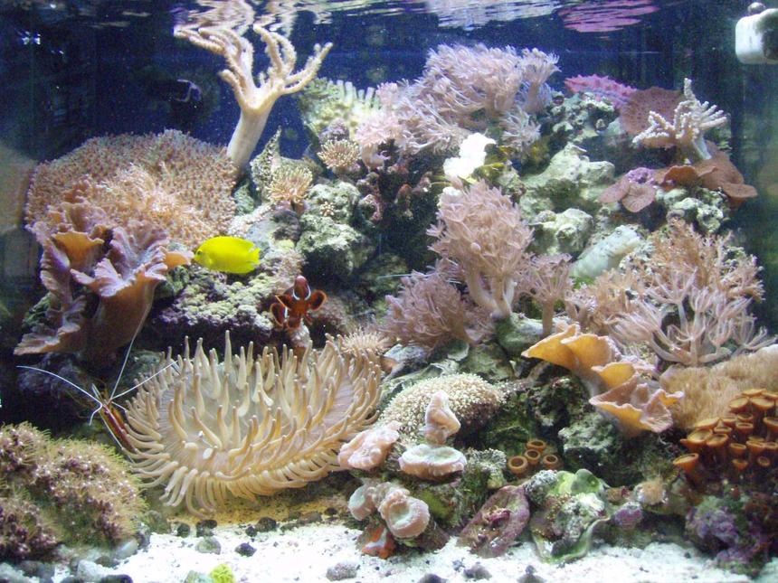 Rated #58: 29 Gallons Reef Tank - My 29 gallon reef.  Most corals are out, and every fish except the chalk basslet can be seen.  Hope you enjoy.