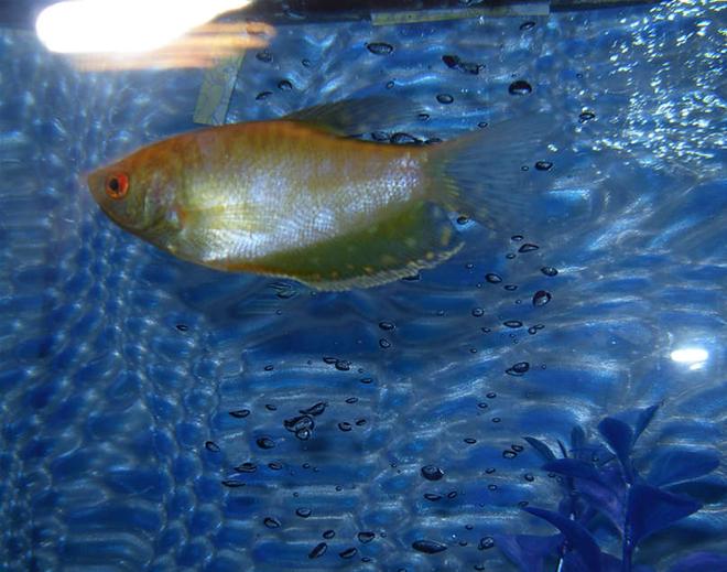 freshwater fish - trichogaster trichopterus - gold gourami stocking in 55 gallons tank - The Tank Bully!