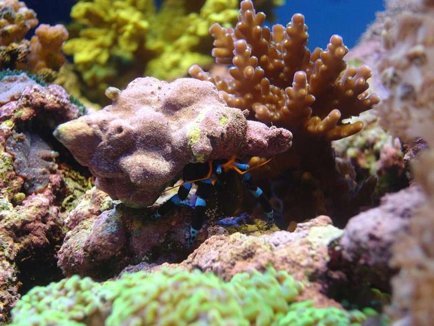 Rated #18: Corals Inverts - Clibanarius Tricolor - Dwarf Blue Leg Hermit Crab Stocking In 140 Gallons Tank - Herman the blue legged hermit crab :-)
