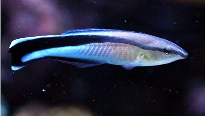 saltwater fish - labroides dimidiatus - cleaner wrasse stocking in 40 gallons tank - Cleaner Wrasse