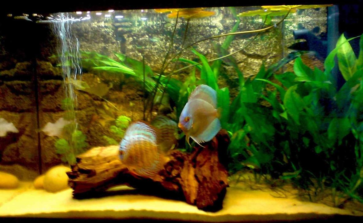 300 gallons freshwater fish tank (mostly fish and non-living decorations) - ud