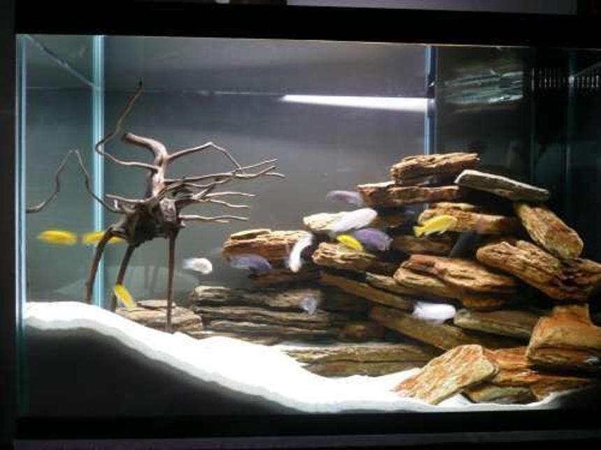 Rated #1534: Freshwater Fish Tank - Chichild tank (upgrade 28/08/07)