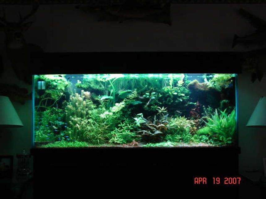 Rated #16: 180 Gallons Planted Tank - freshwater live plants