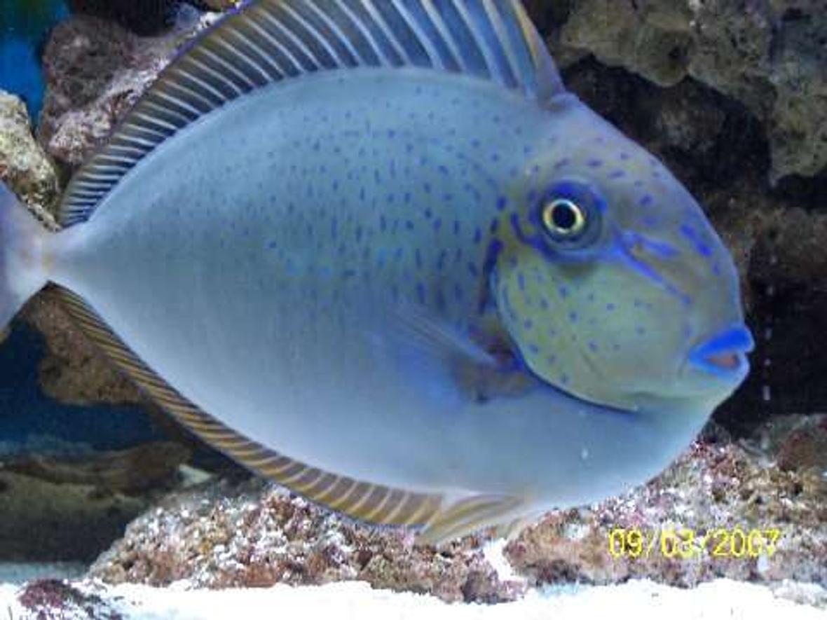 saltwater fish - naso vlamingii - vlamingii tang stocking in 75 gallons tank - The Vlamingii Tang, also known as the Vlaming's Unicornfish, or Bignose Unicornfish, has a brown to purple body color when an adult. In the juvenile, The color graduates from lighter, dorsaly, to darker, ventrally. It has vertical markings on the body and blue highlights. The dorsal fin, anal fin, tail, and face are all sparingly detailed in a brilliant bright blue.