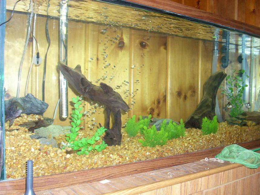 Rated #413: 55 Gallons Freshwater Fish Tank - 55 gallon freshwater tank, 1 Oscar, 1 female Convict, 5 Tiger Barbs. Natural gravel to match the wood walls and stand. Fillstar lvl3 canister filter.