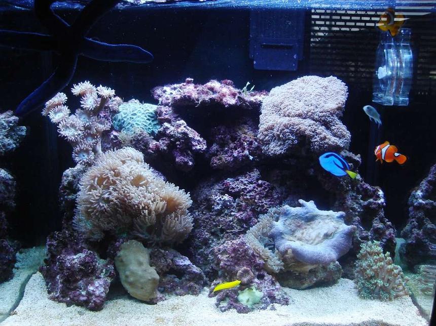 Rated #85: 30 Gallons Reef Tank - 2 months old