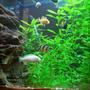 freshwater fish - pseudotropheus socolofi (albino) - albino socolofi stocking in 140 gallons tank - LOVE MY FISH TANK I HOPE YOU LIKE IT TO.
