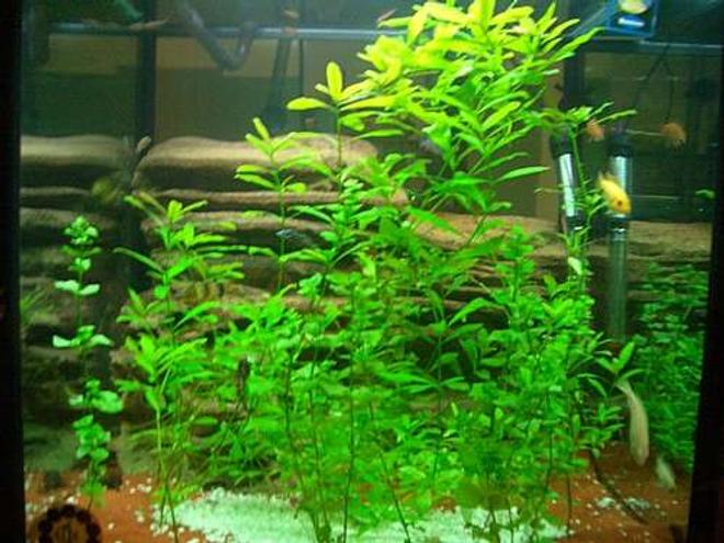 140 gallons freshwater fish tank (mostly fish and non-living decorations) - LOVE MY FISH TANK I HOPE YOU LIKE IT TO